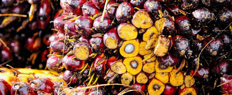RSPO Az ellátási lánc pálmaolajjal kapcsolatos tanúsítása