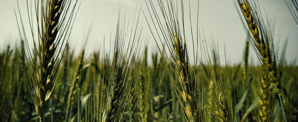 GLOBALG.A.P. Helyes Mezőgazdasági Gyakorlat