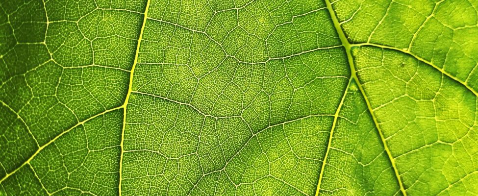 Az EU erdőirtási rendelete (EUDR)